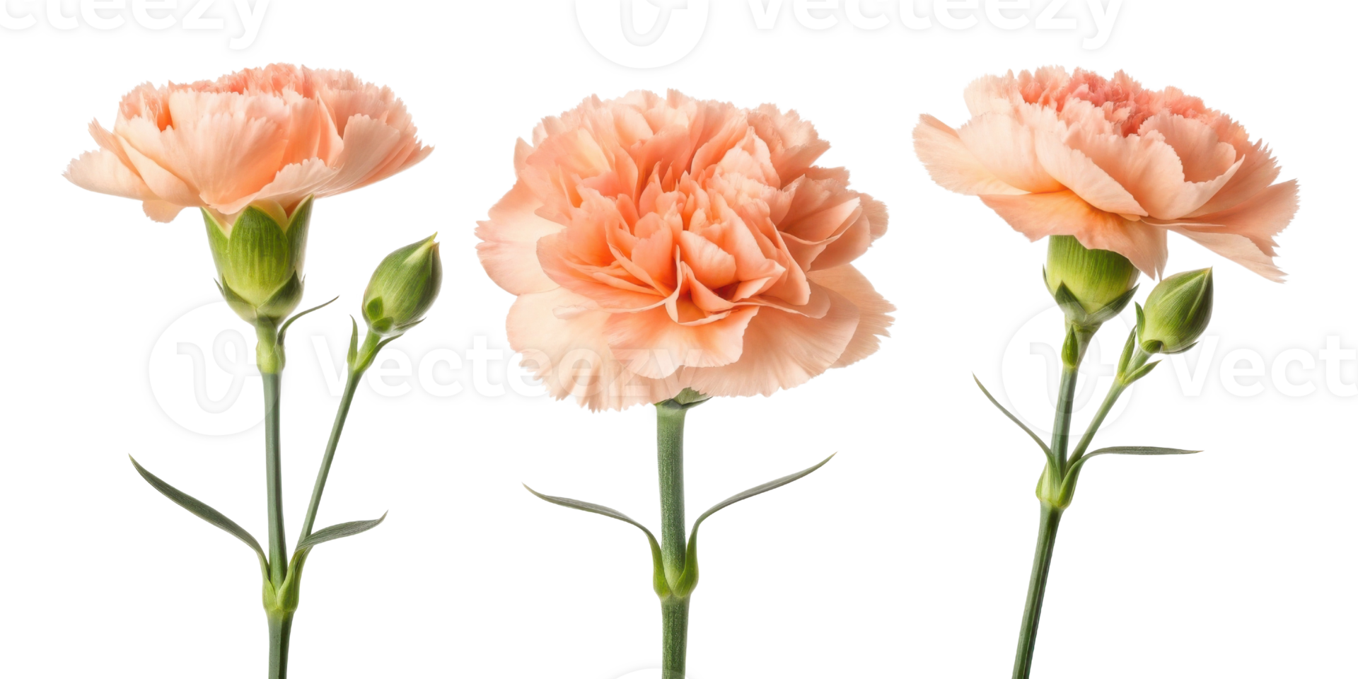 Beautiful carnation flowers in soft peach hues showcase their delicate petals and vibrant green stems, perfect for any floral arrangement png