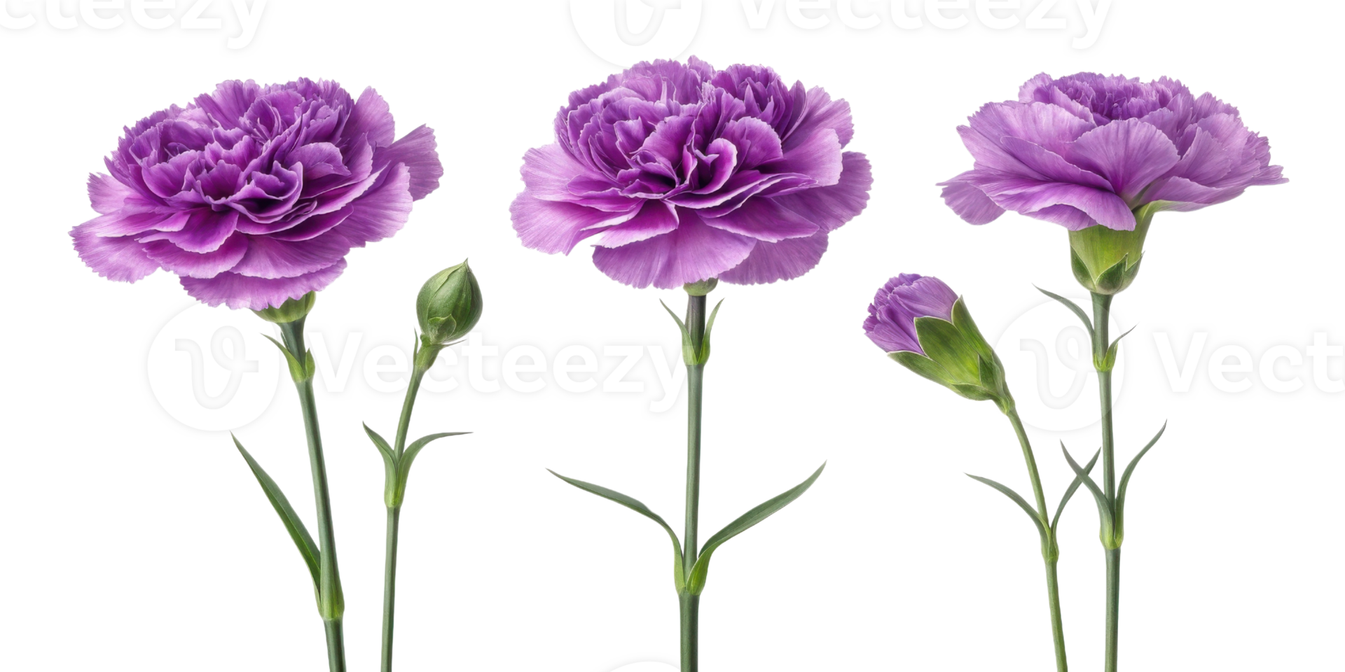 Beautiful purple carnations bloom gracefully, showcasing their delicate petals and vibrant colors, perfect for any floral arrangement png