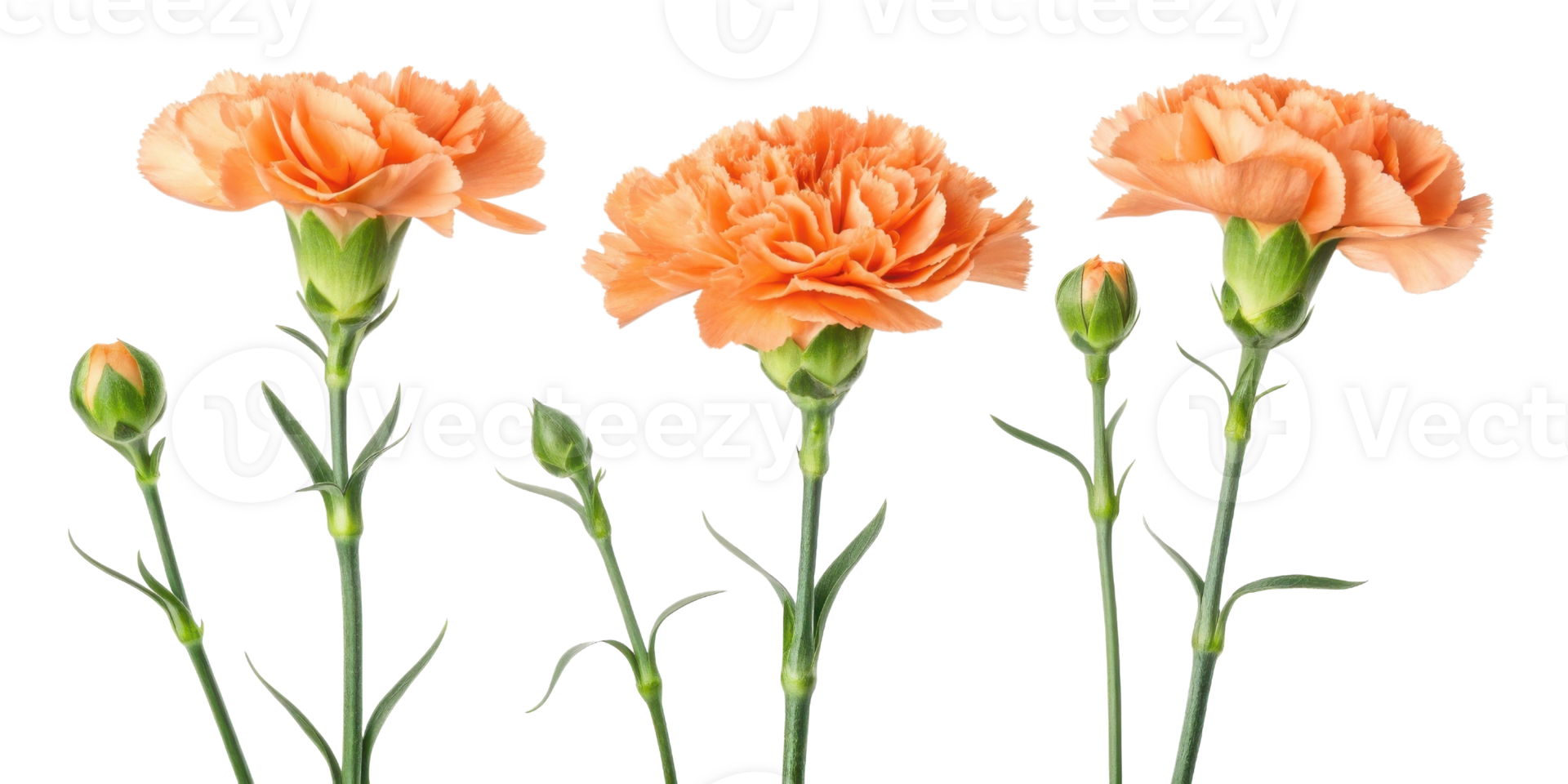 Beautiful carnation flowers in soft orange hues stand gracefully, showcasing their delicate petals and vibrant green stems png