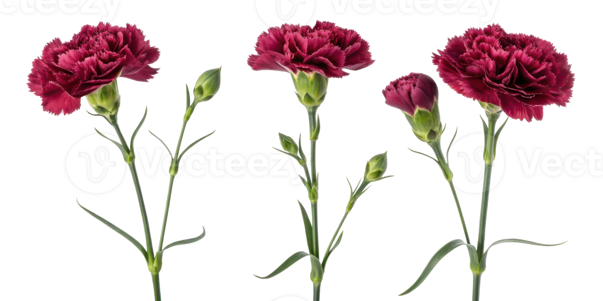 Beautiful carnation flowers in rich burgundy hues showcase their delicate petals and vibrant green stems, perfect for any floral arrangement png