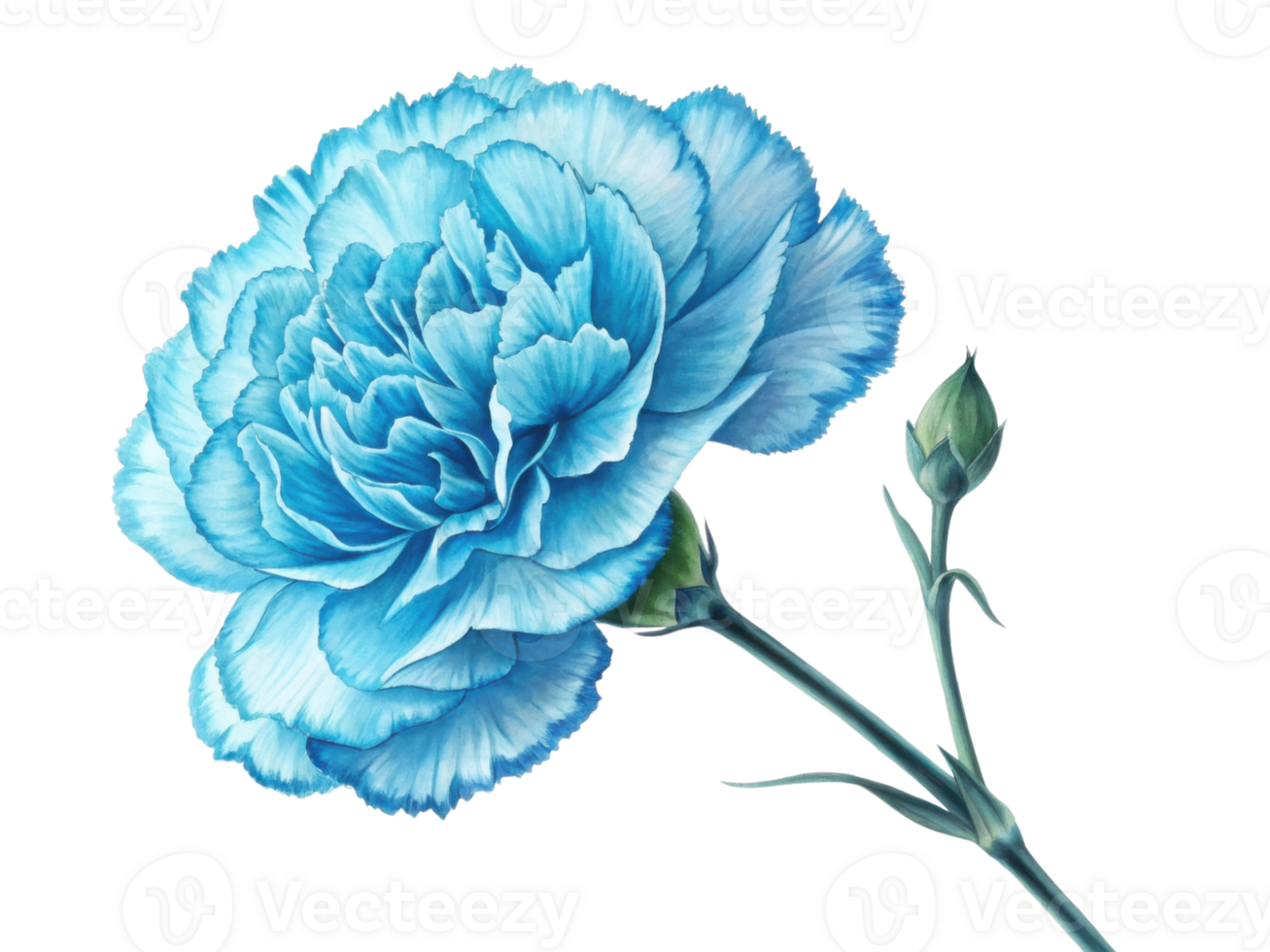 beautiful carnation flower in vibrant blue hues showcases delicate petals and graceful stem, perfect for adding elegance to any setting png