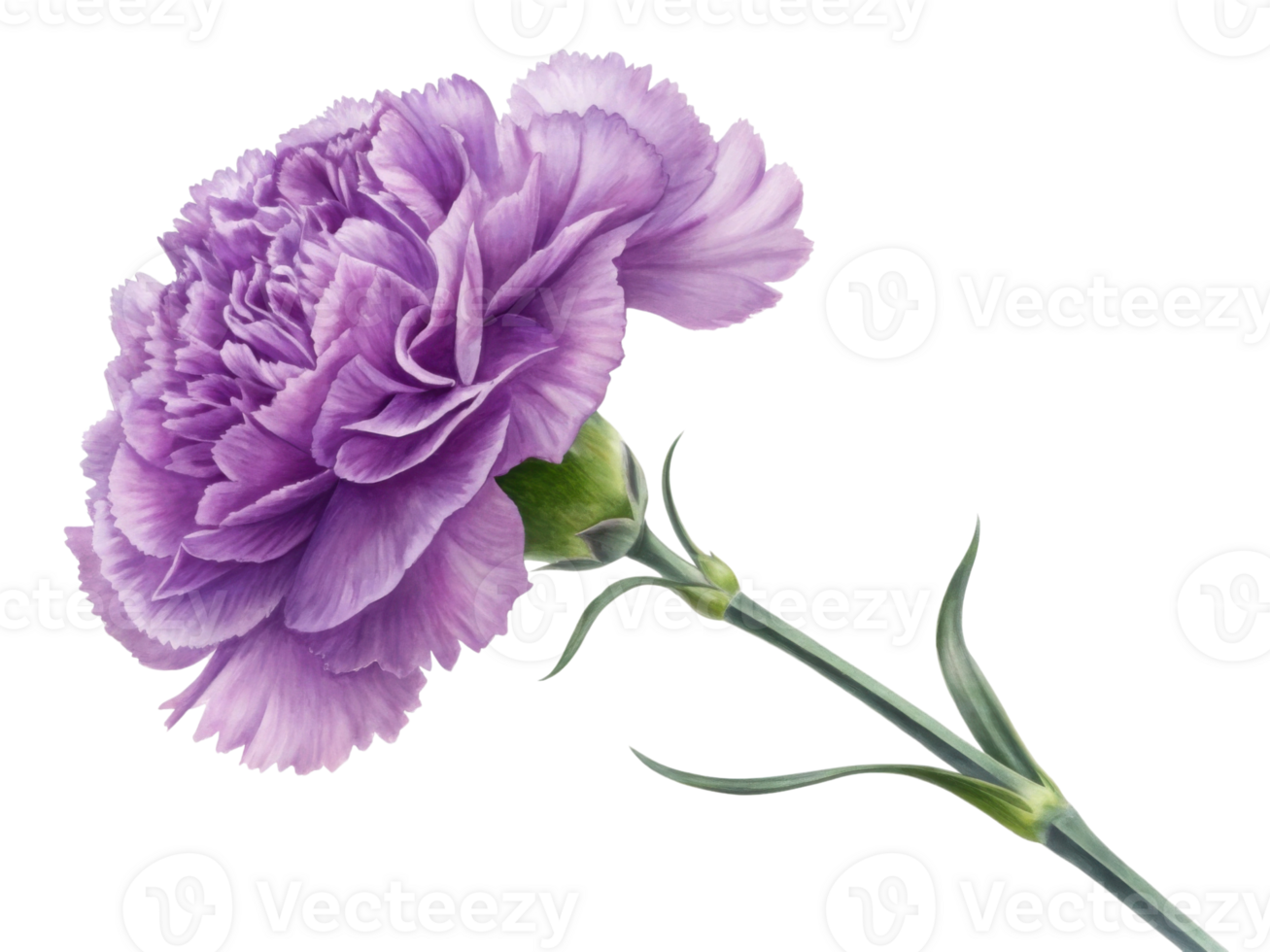 beautiful carnation flower in soft purple hues showcases delicate petals and graceful stem, symbolizing elegance and charm png