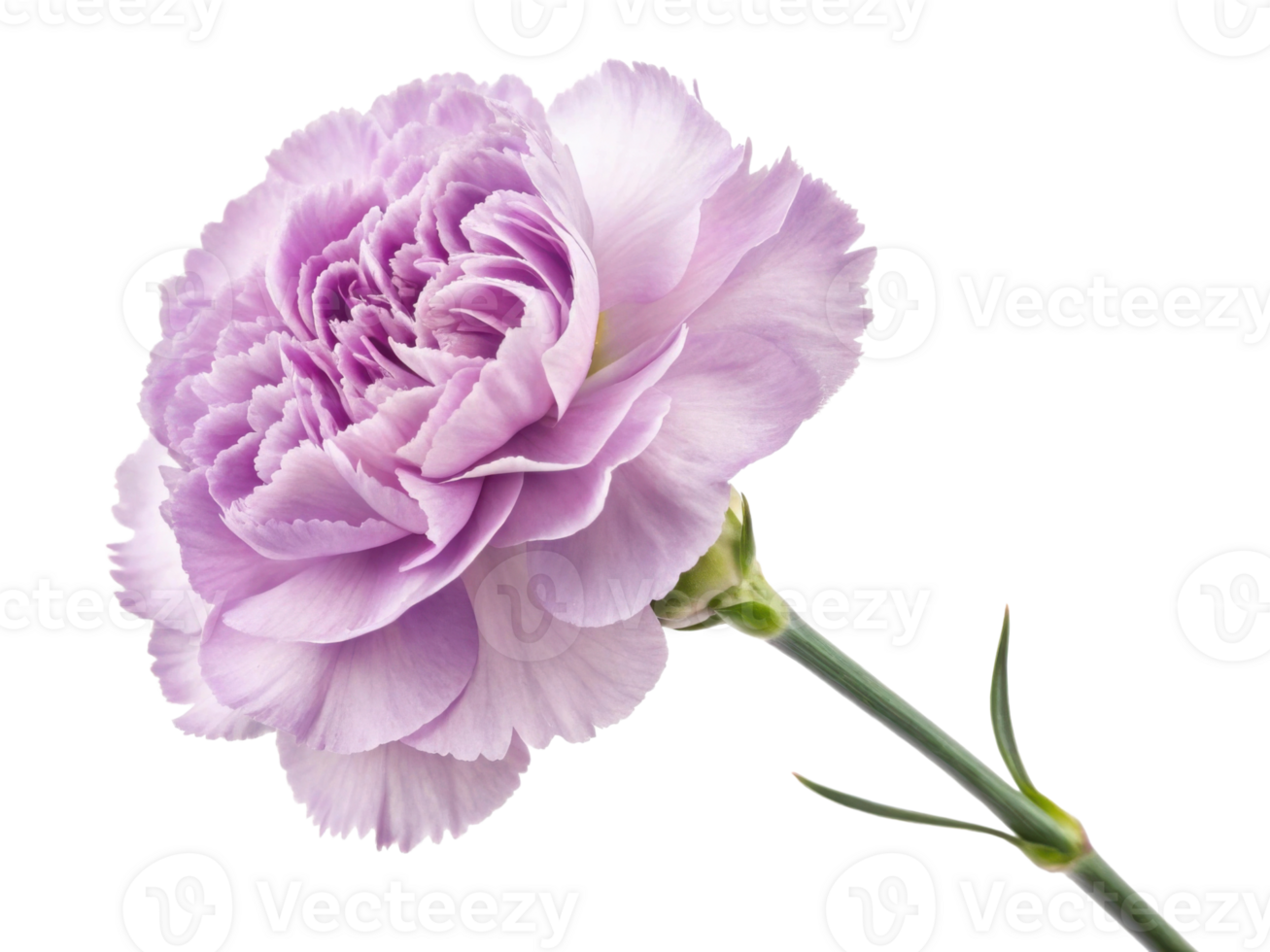 beautiful carnation flower in soft lavender hues showcases delicate petals and graceful stem, perfect for adding elegance to any arrangement png