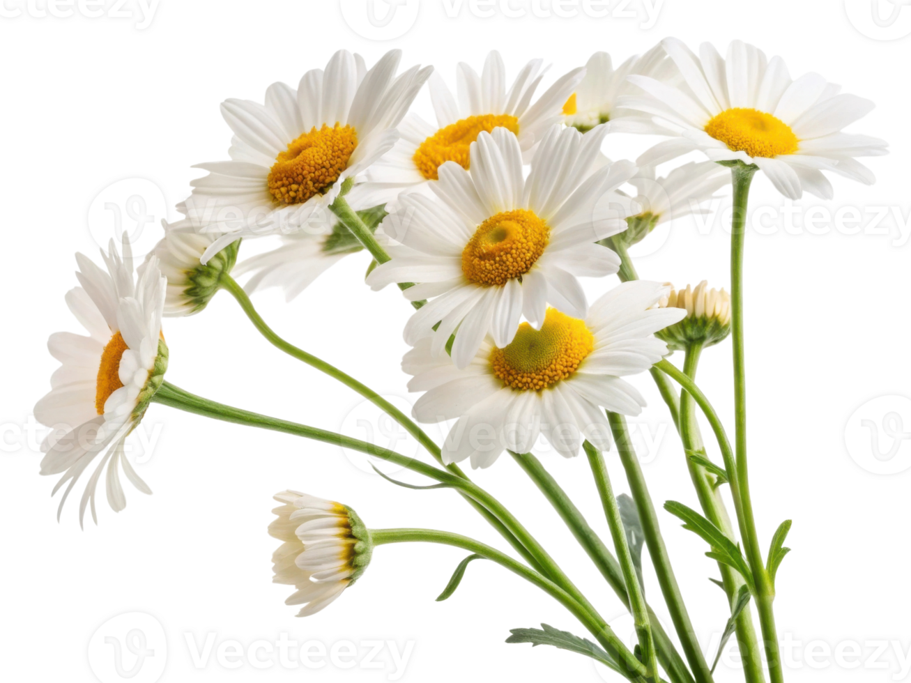beautiful bouquet of daisy flowers showcases their vibrant white petals and cheerful yellow centers, perfect for brightening any space png