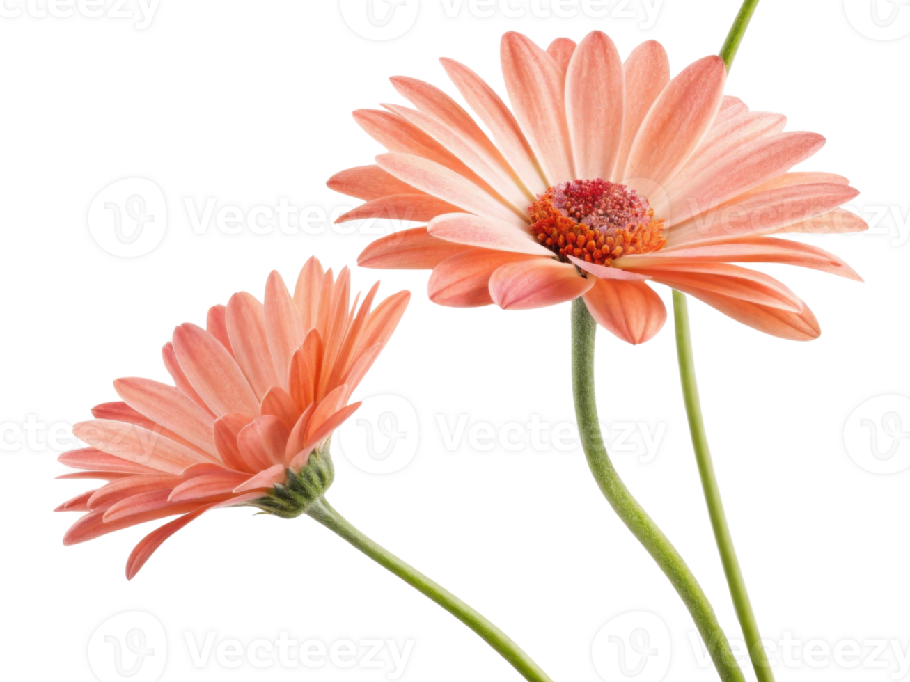 Beautiful daisy flowers bloom gracefully showcasing their delicate petals and vibrant colors. Their charm brings joy to any garden or arrangement png