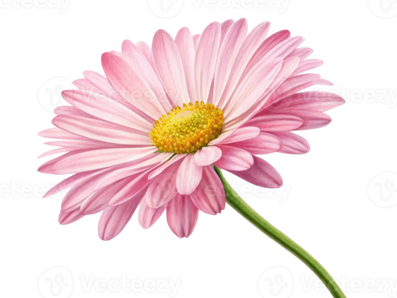 beautiful daisy flower with soft pink petals and vibrant yellow center stands gracefully, symbolizing joy and freshness png