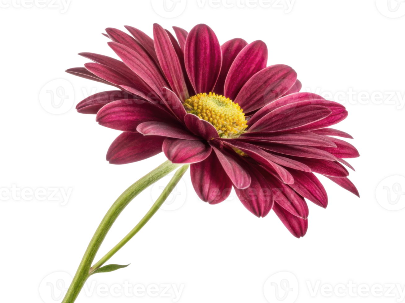 beautiful daisy flower with vibrant red petals and bright yellow center stands gracefully, showcasing nature elegance and charm png