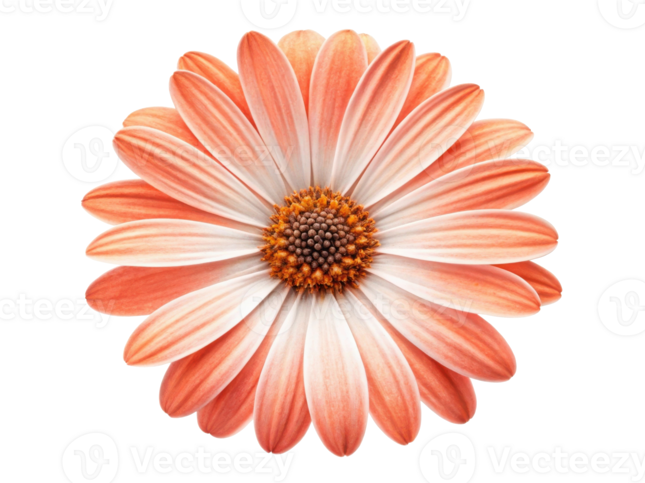 beautiful daisy flower with soft peach petals radiates charm and elegance, perfect for brightening any space png