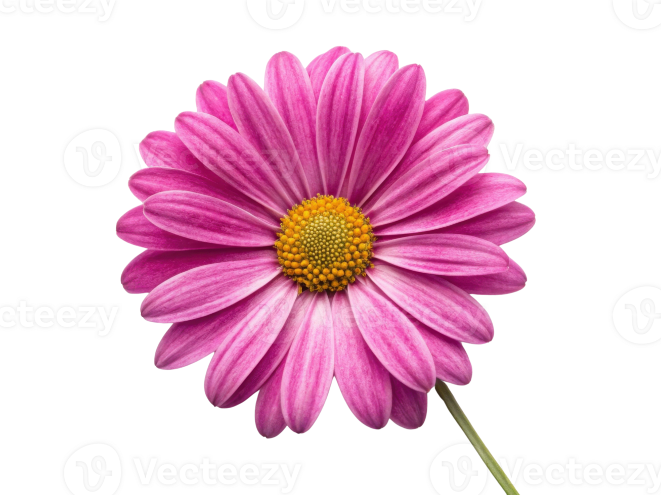 beautiful daisy flower with vibrant pink petals and bright yellow center radiates joy and freshness in any setting png