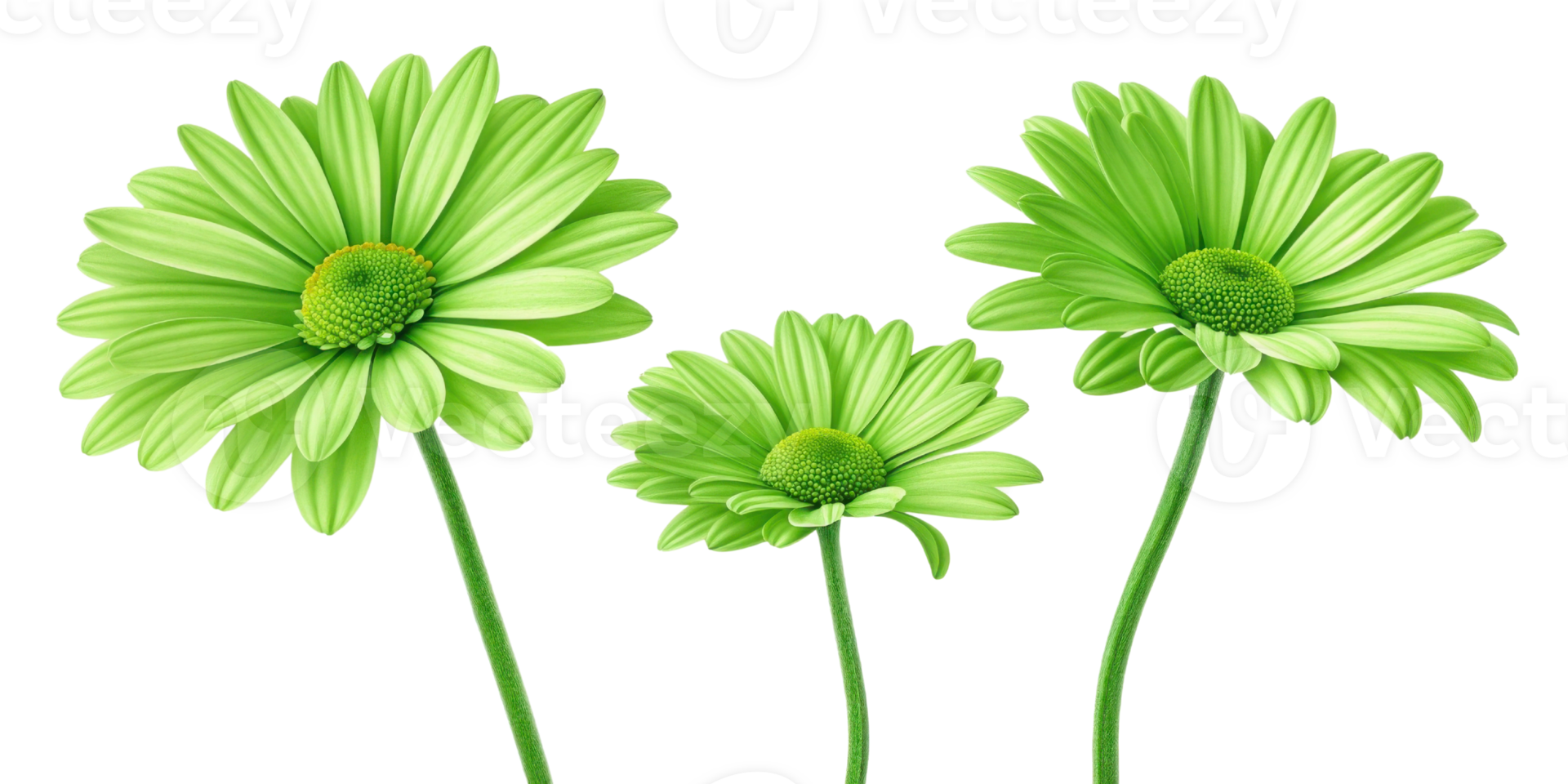 Bright green daisy flowers stand tall with vibrant petals and lush green stems creating cheerful and lively atmosphere png