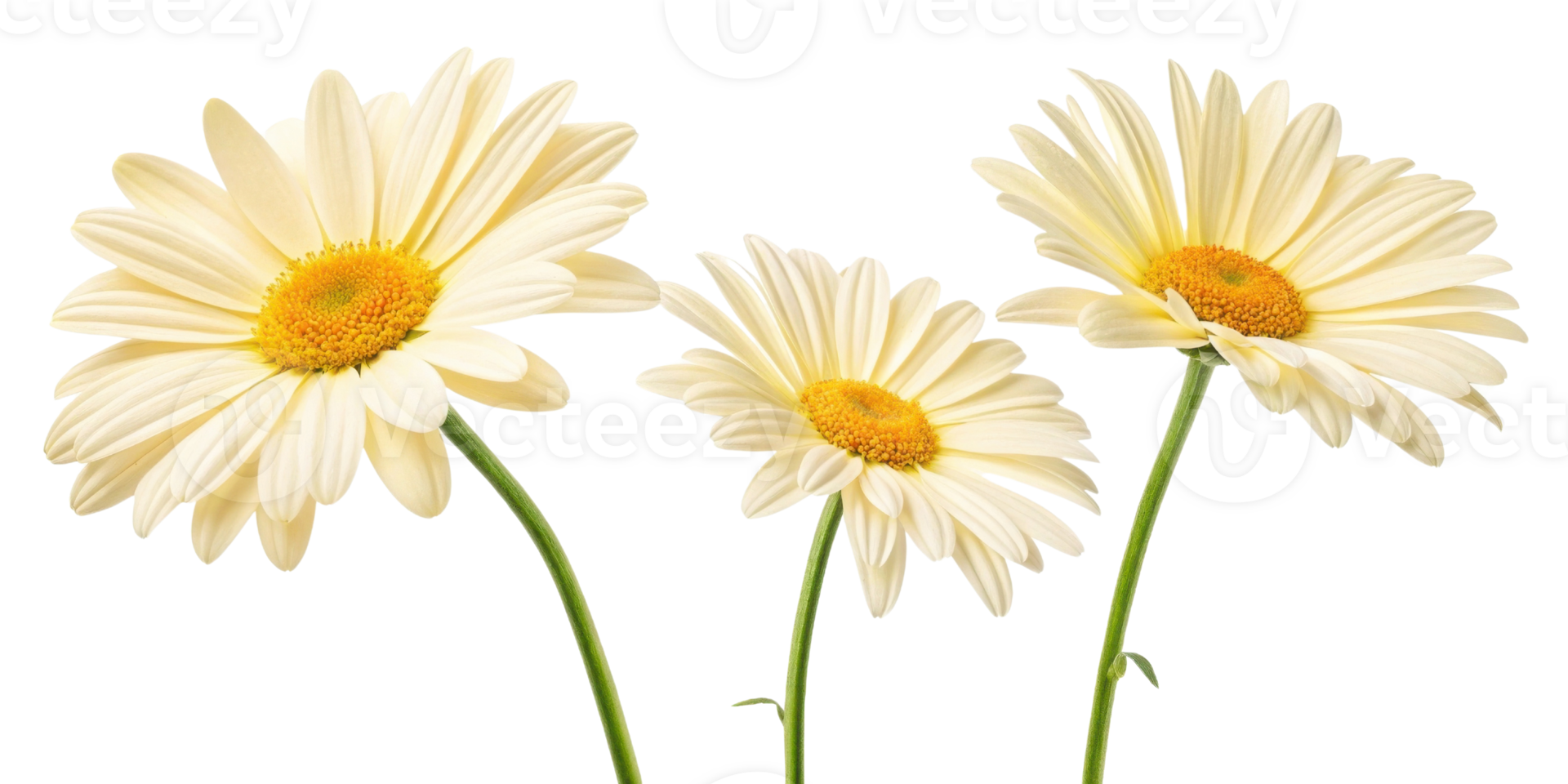 Beautiful daisy flowers bloom gracefully, showcasing their delicate petals and vibrant centers, bringing joy to any garden or arrangement png