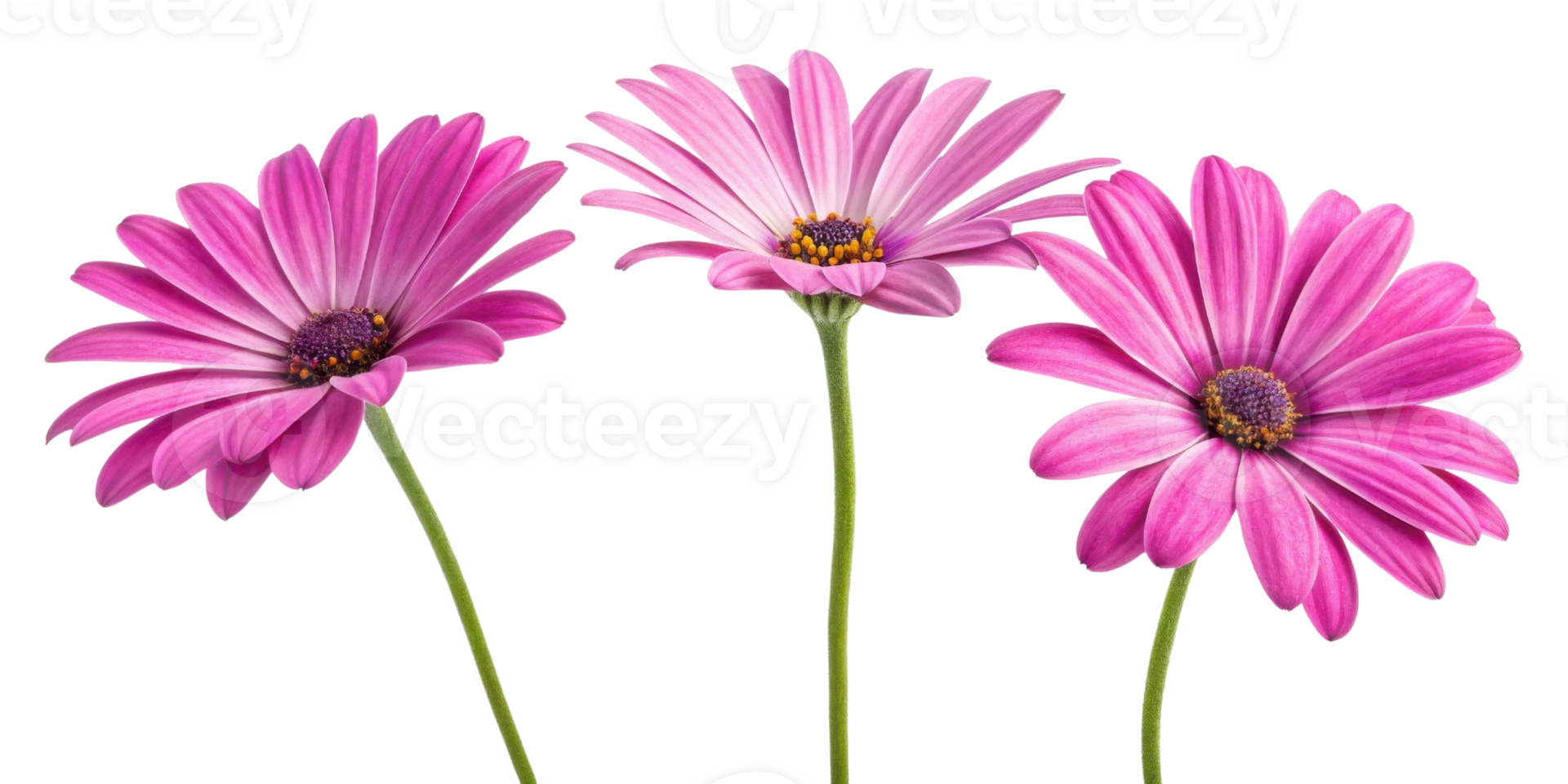 beautiful-daisy-flowers-in-vibrant-pink-hues-create-cheerful-and-lively-atmosphere-perfect-for-any-garden-or-floral-arrangement-png.png