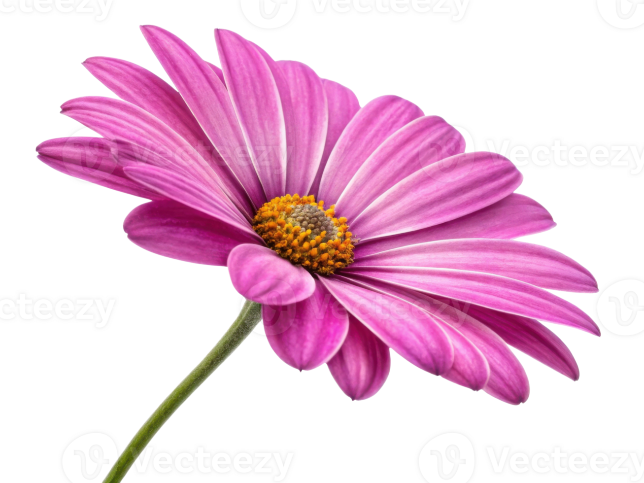 beautiful daisy flower with vibrant pink petals showcases its delicate structure and bright yellow center, radiating joy and freshness png