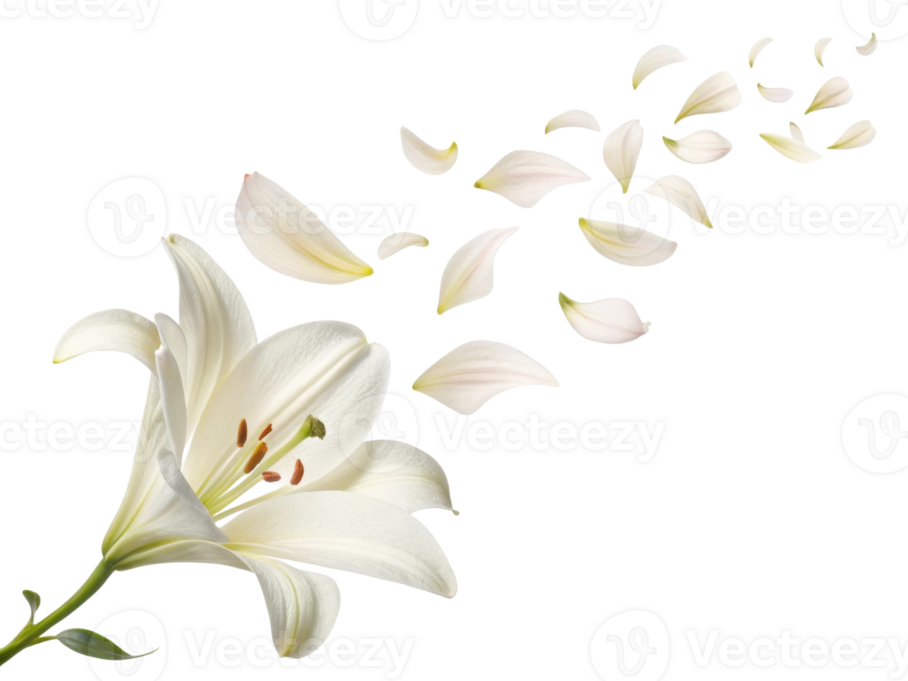 beautiful lily flower gracefully releases its delicate petals, creating serene and enchanting scene that captures essence of nature elegance png