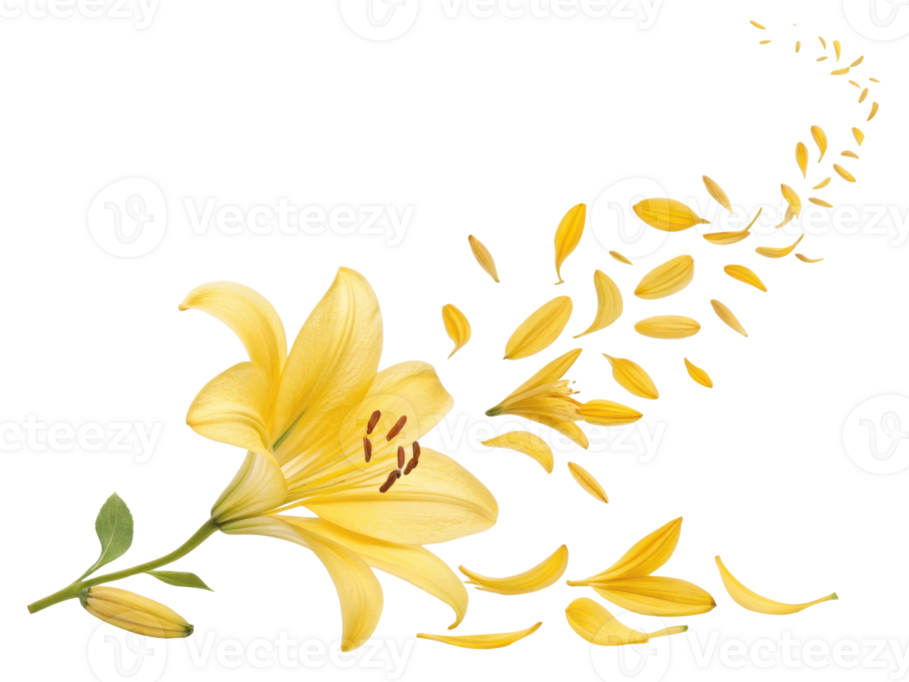 beautiful yellow lily flower gracefully releases its petals, creating stunning visual effect that captures essence of nature elegance png