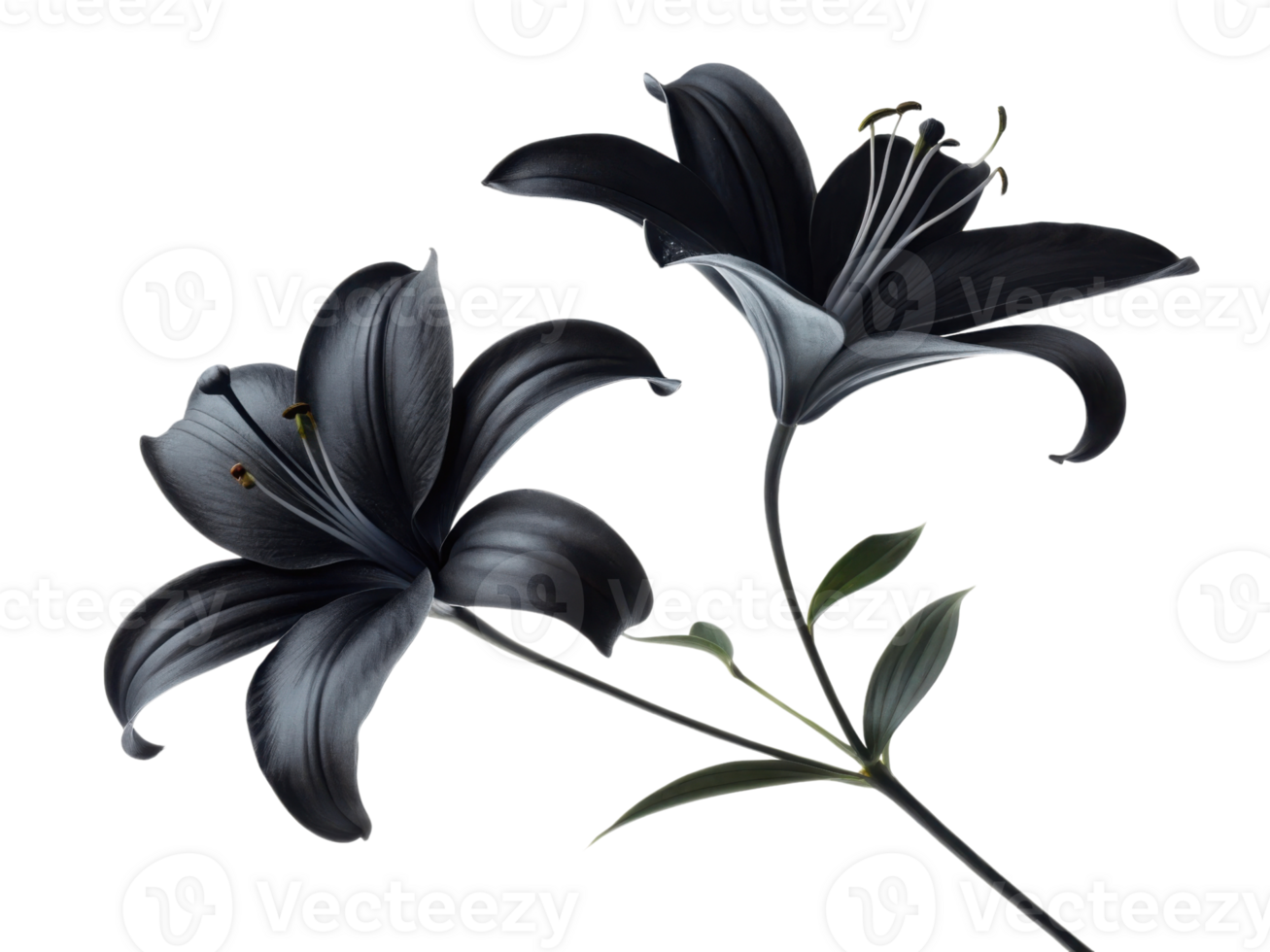 Black lilies are striking flowers that symbolize elegance and mystery, making them captivating addition to any floral arrangement png