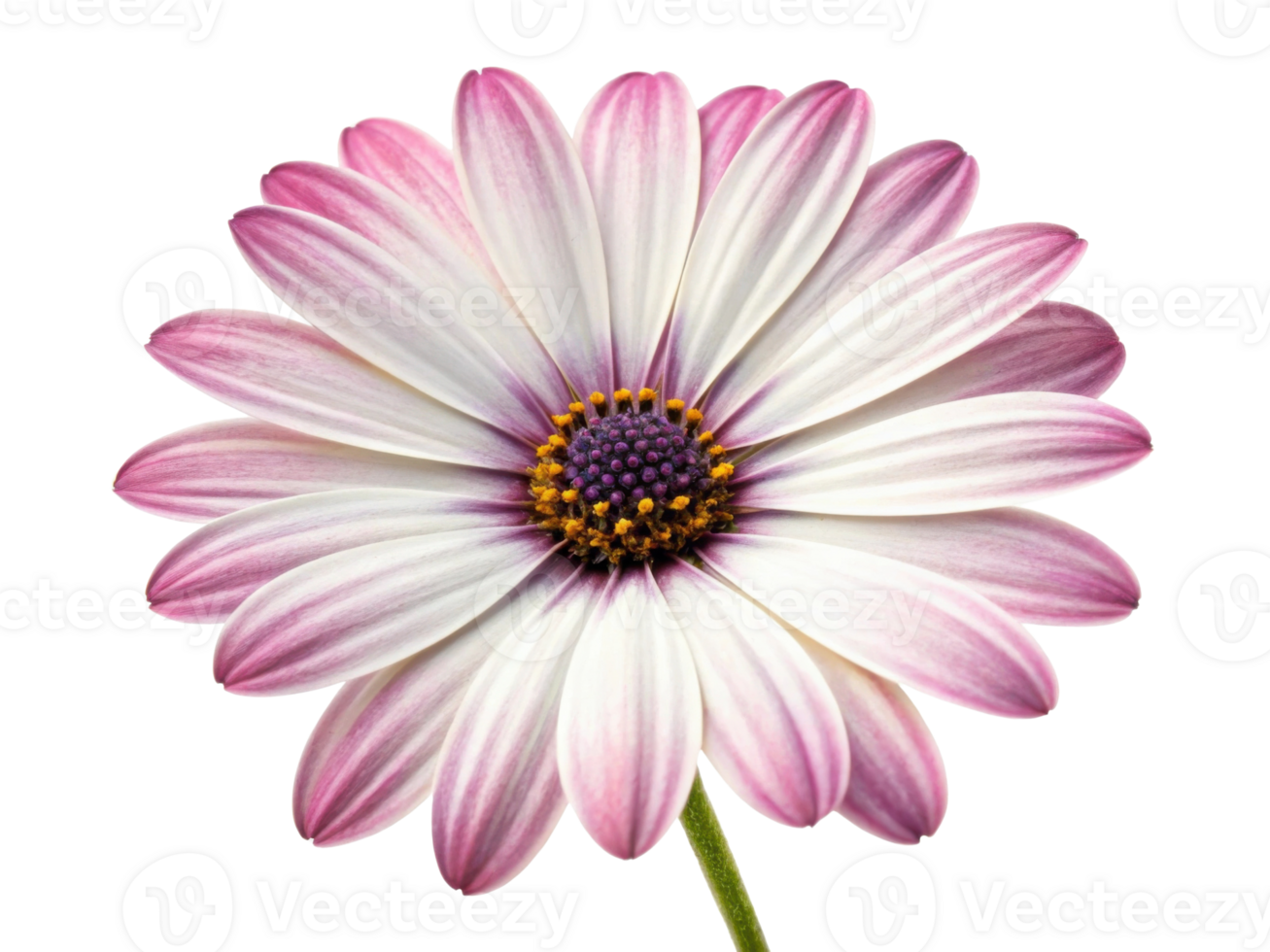 beautiful daisy flower with delicate pink and white petals showcases nature elegance and charm png
