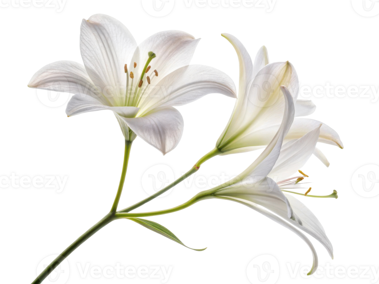 Beautiful white lilies bloom gracefully, showcasing their delicate petals and vibrant green stems, embodying elegance and tranquility png