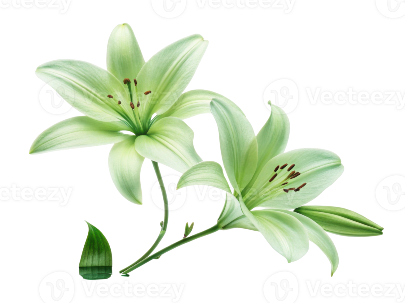 Lily flowers bloom gracefully with soft green petals showcasing delicate beauty and elegance in nature design png