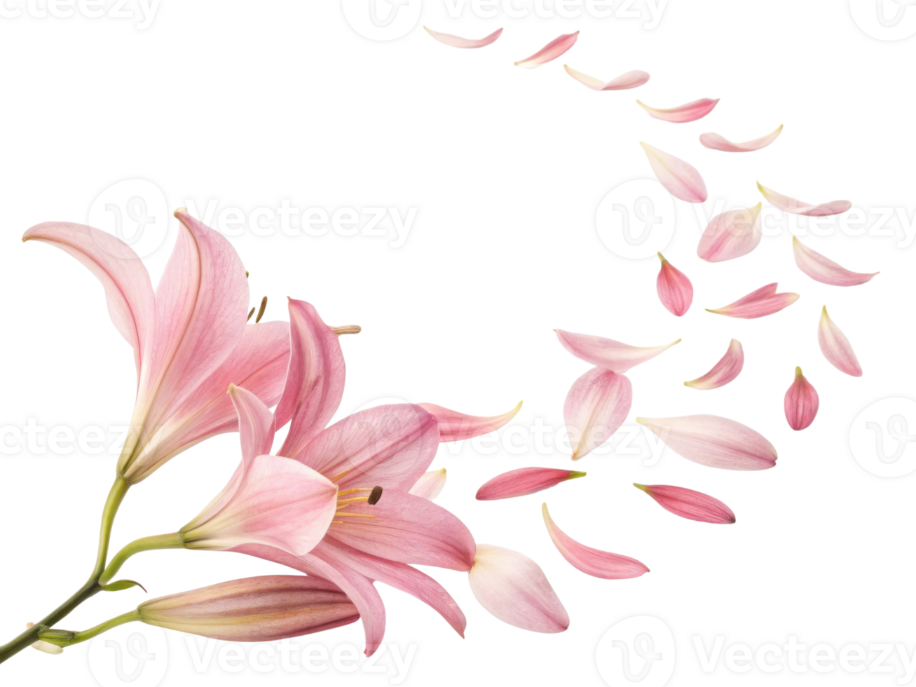 Beautiful pink lily flowers gracefully scatter their delicate petals, creating serene and enchanting atmosphere png
