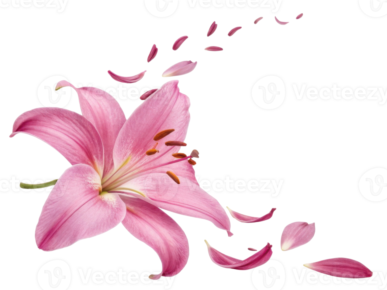 beautiful lily flower with delicate pink petals gracefully falling, creating serene and elegant atmosphere png