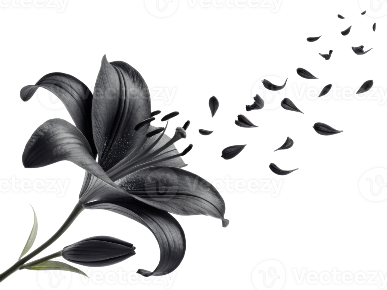 stunning black lily flower gracefully releases its petals, creating captivating visual of beauty and elegance png