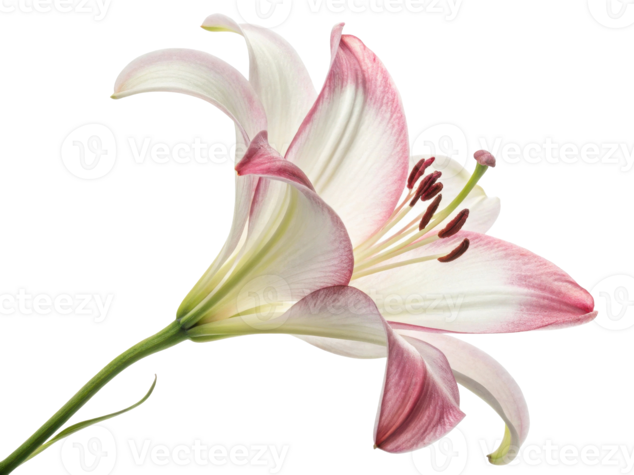 beautiful lily flower showcases delicate petals with soft pink edges, symbolizing elegance and grace in nature design png