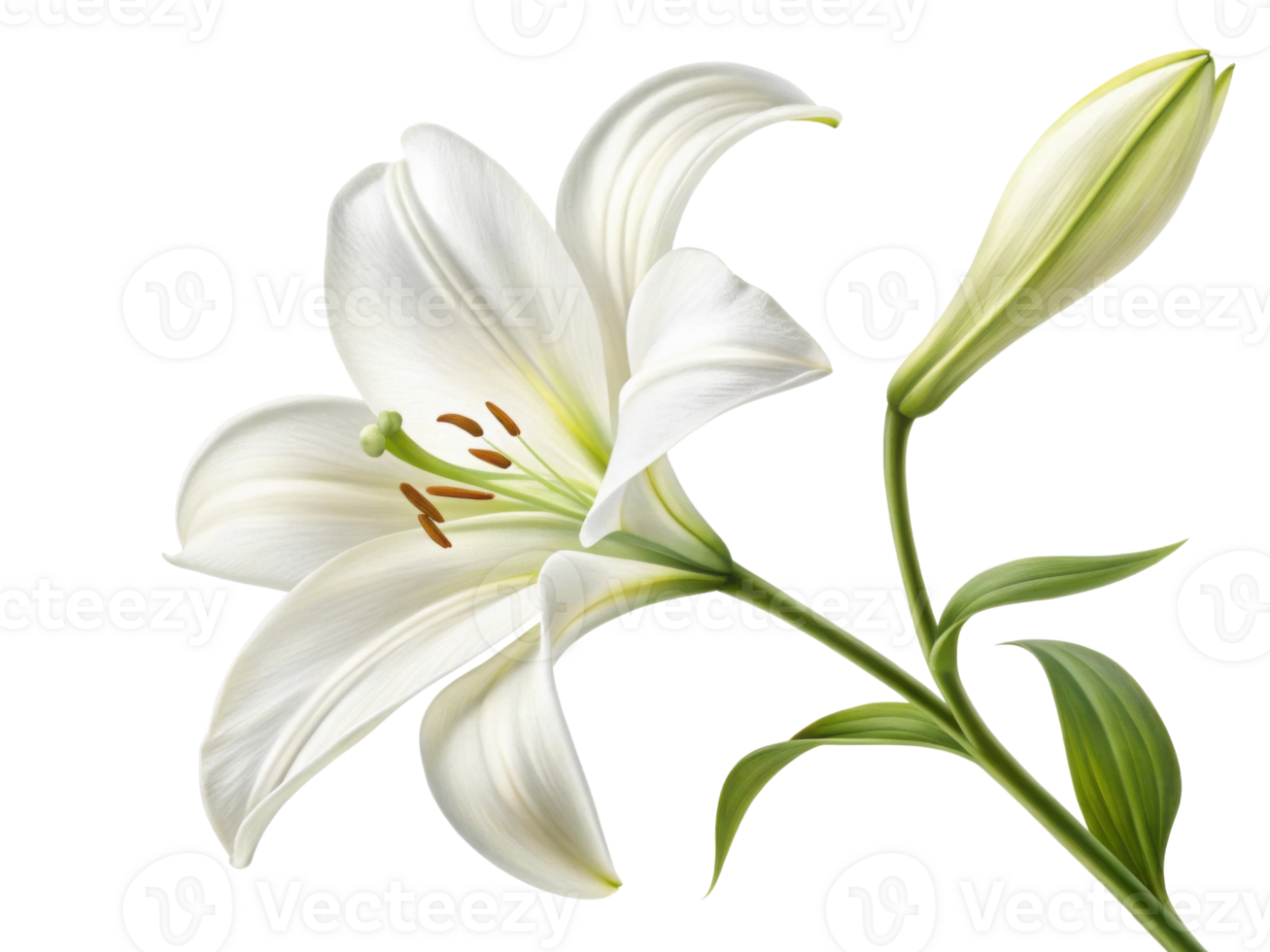 beautiful lily flower blooms gracefully with delicate petals and vibrant green leaves, symbolizing purity and elegance png