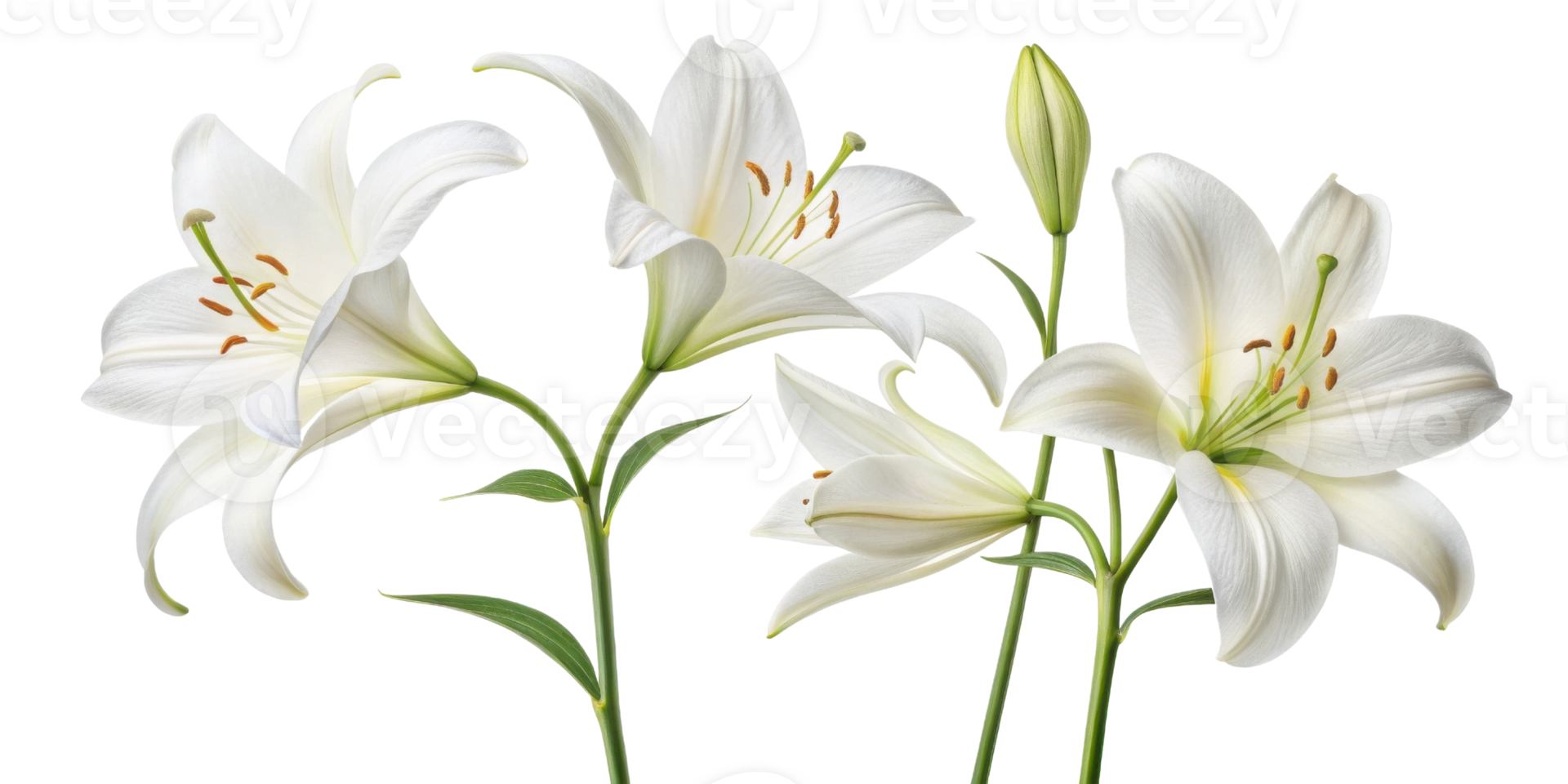 Beautiful white lily flowers bloom gracefully, showcasing their delicate petals and vibrant green leaves in serene display of nature elegance png