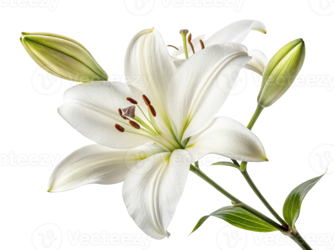 beautiful lily flower with delicate petals and green buds showcases nature elegance and tranquility png