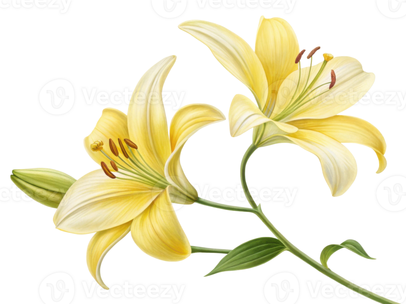 Beautiful yellow lilies bloom gracefully, showcasing their delicate petals and vibrant colors, perfect for adding elegance to any setting png