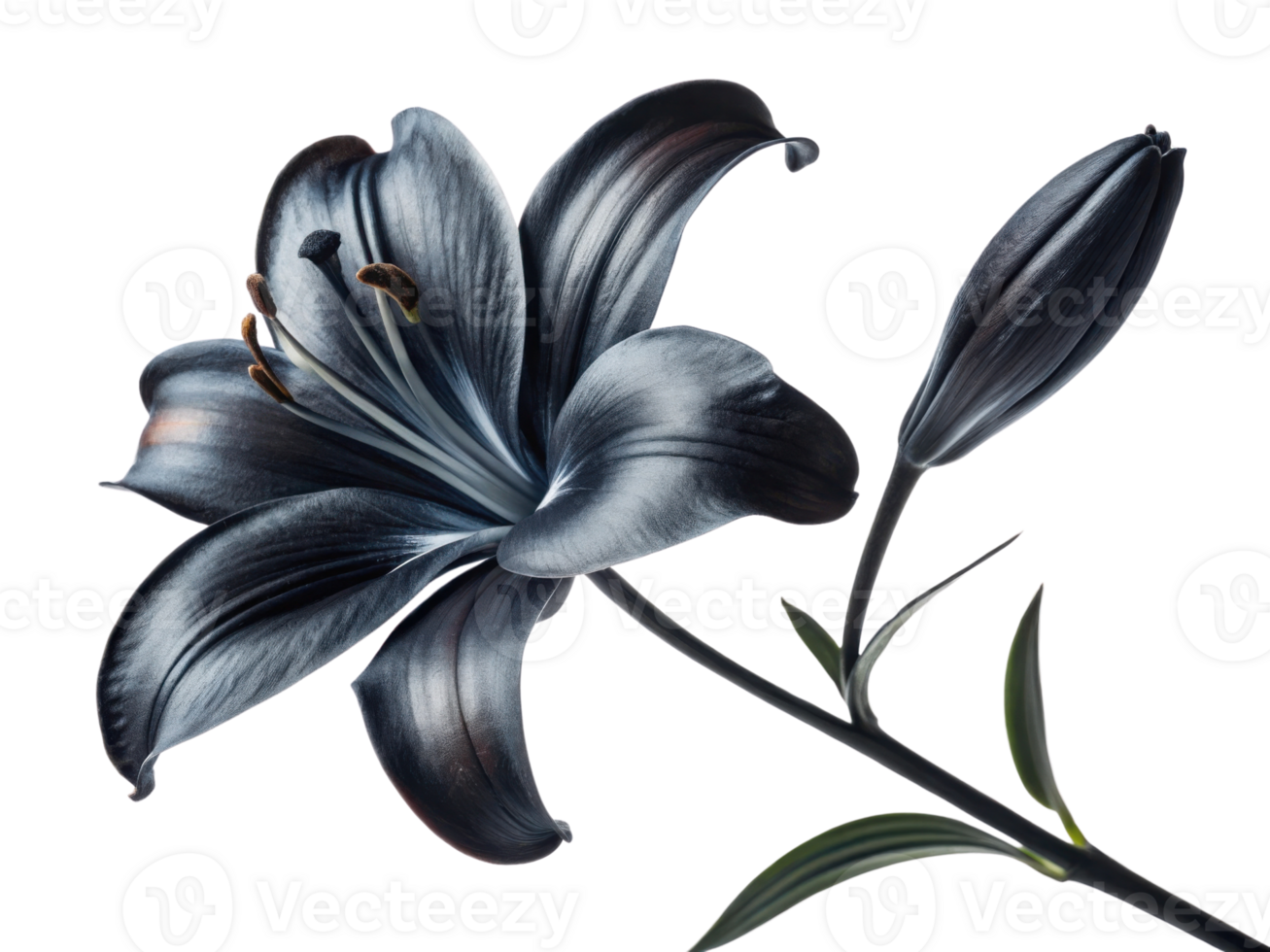 stunning lily flower with deep black and blue hues showcases its elegant petals and graceful form, embodying beauty and tranquility png