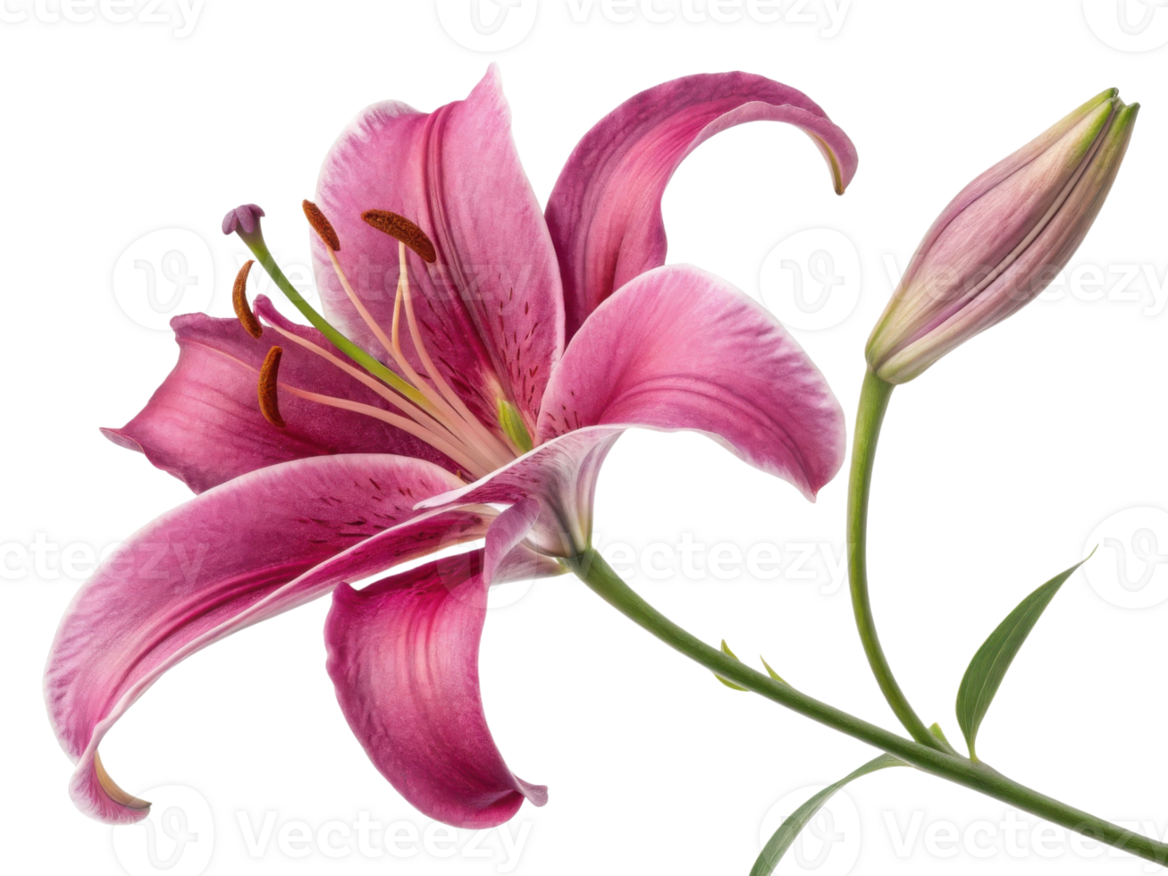 stunning lily flower showcases vibrant pink petals and delicate green leaves, embodying beauty and elegance in nature design png