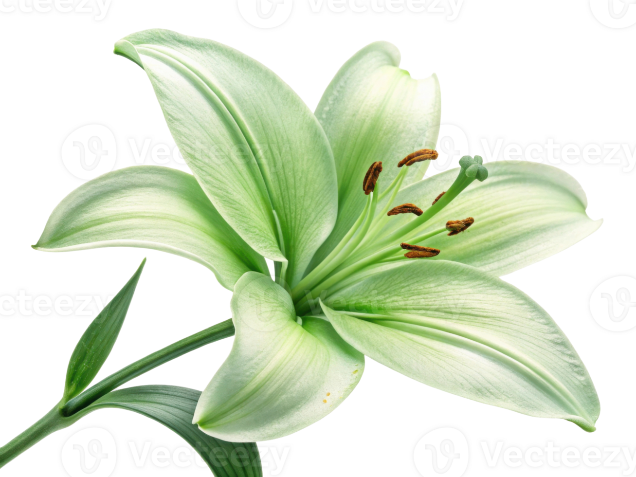 beautiful lily flower showcases delicate green petals and vibrant stamens, symbolizing purity and elegance in nature design png