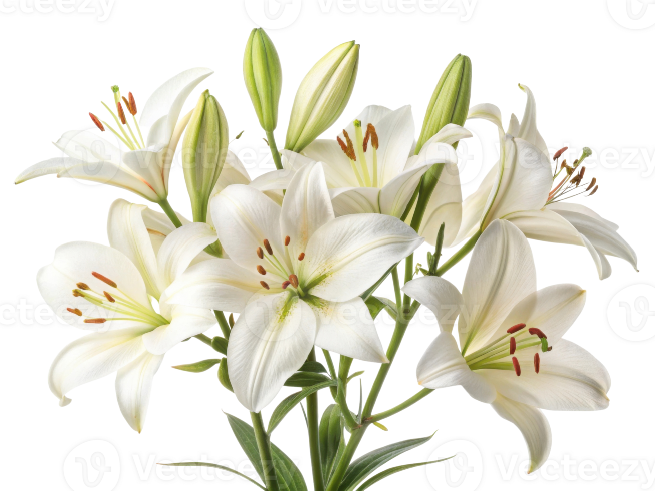 Beautiful white lilies bloom gracefully, showcasing their delicate petals and vibrant green buds, creating serene floral arrangement png