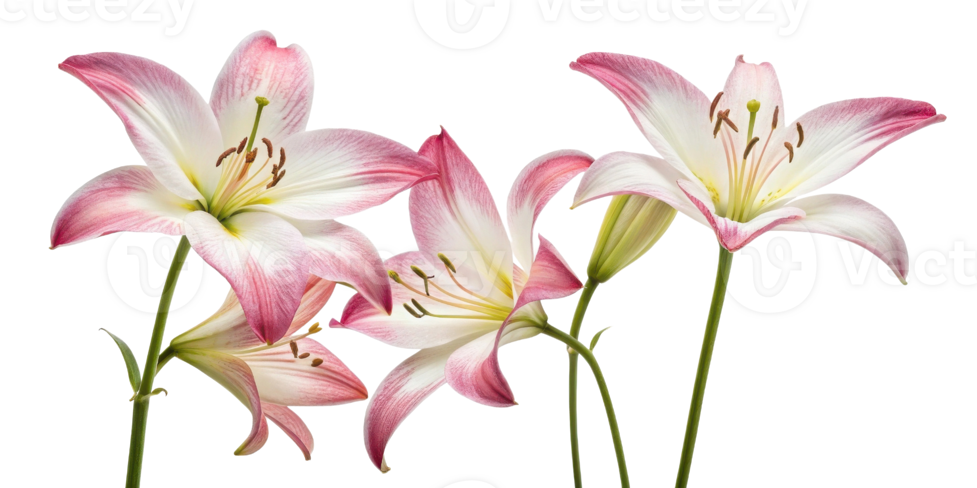 Lily flowers bloom gracefully with delicate pink and white petals creating serene and beautiful atmosphere in any setting png