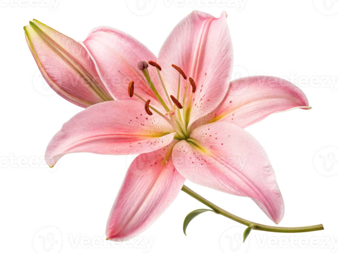 beautiful pink lily flower showcases delicate petals and vibrant details, symbolizing elegance and grace in nature design png