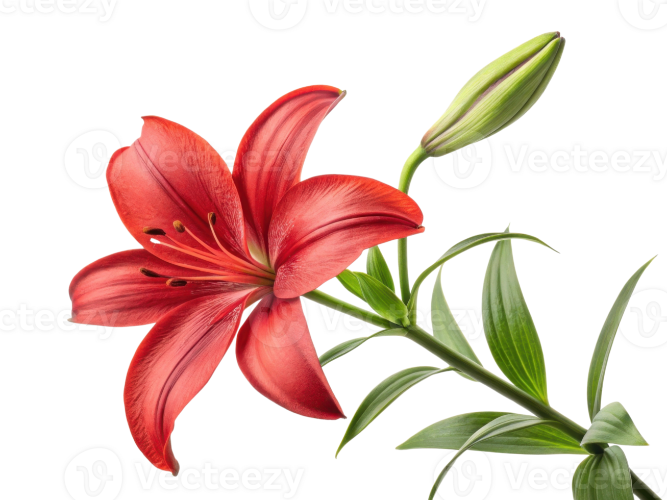 vibrant lily flower blooms with striking red petals and lush green leaves, symbolizing beauty and elegance in nature png