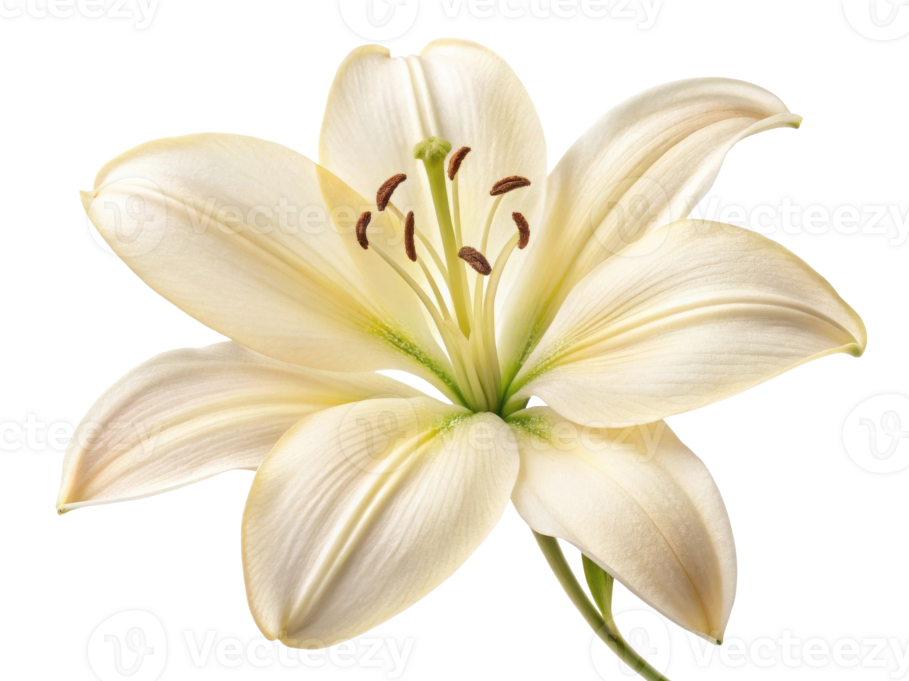 beautiful lily flower with delicate petals showcases its elegance and charm, perfect for adding touch of nature beauty to any setting png