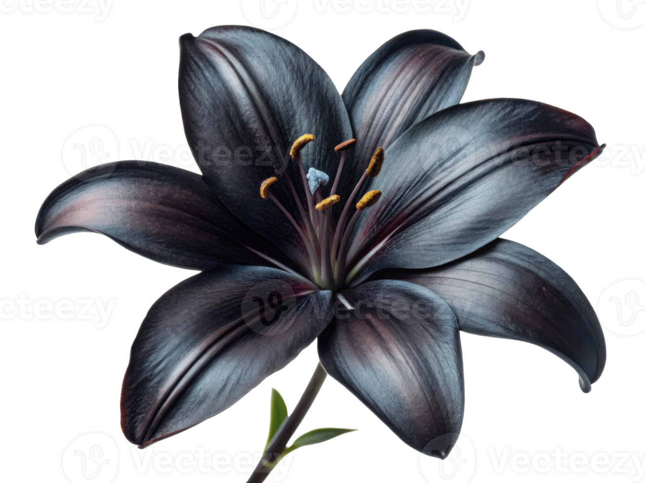 stunning black lily flower showcases its elegant petals and vibrant stamen, creating captivating visual that evokes beauty and mystery png