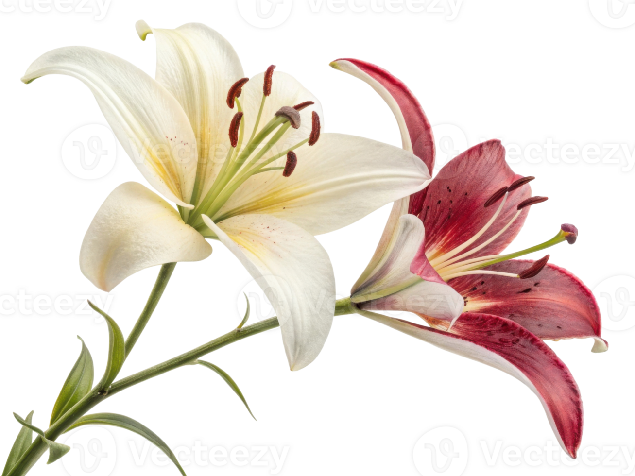 Lily of valley flower blooms gracefully with delicate white