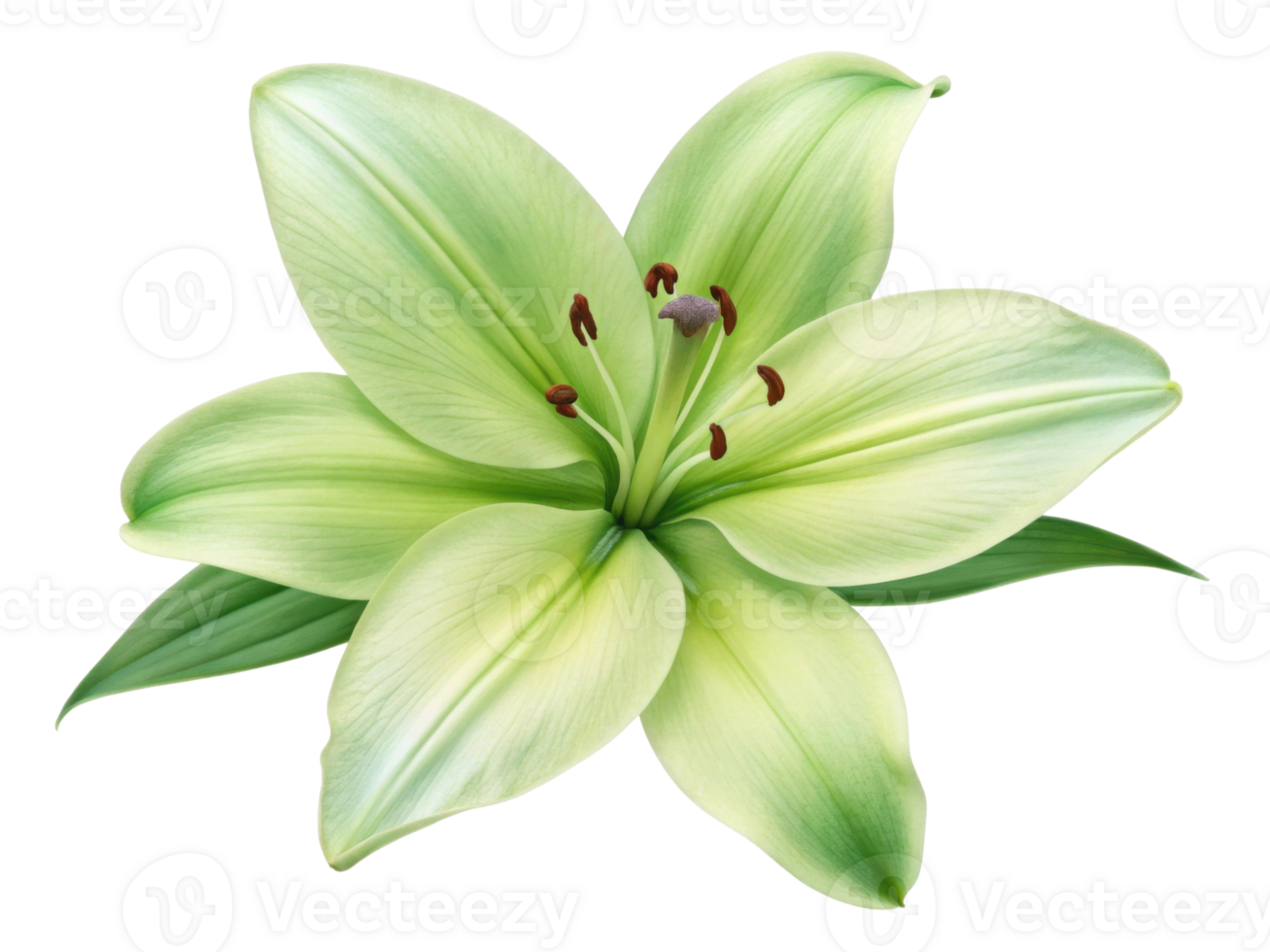 beautiful lily flower with delicate green petals and striking details captures essence of nature elegance and tranquility png