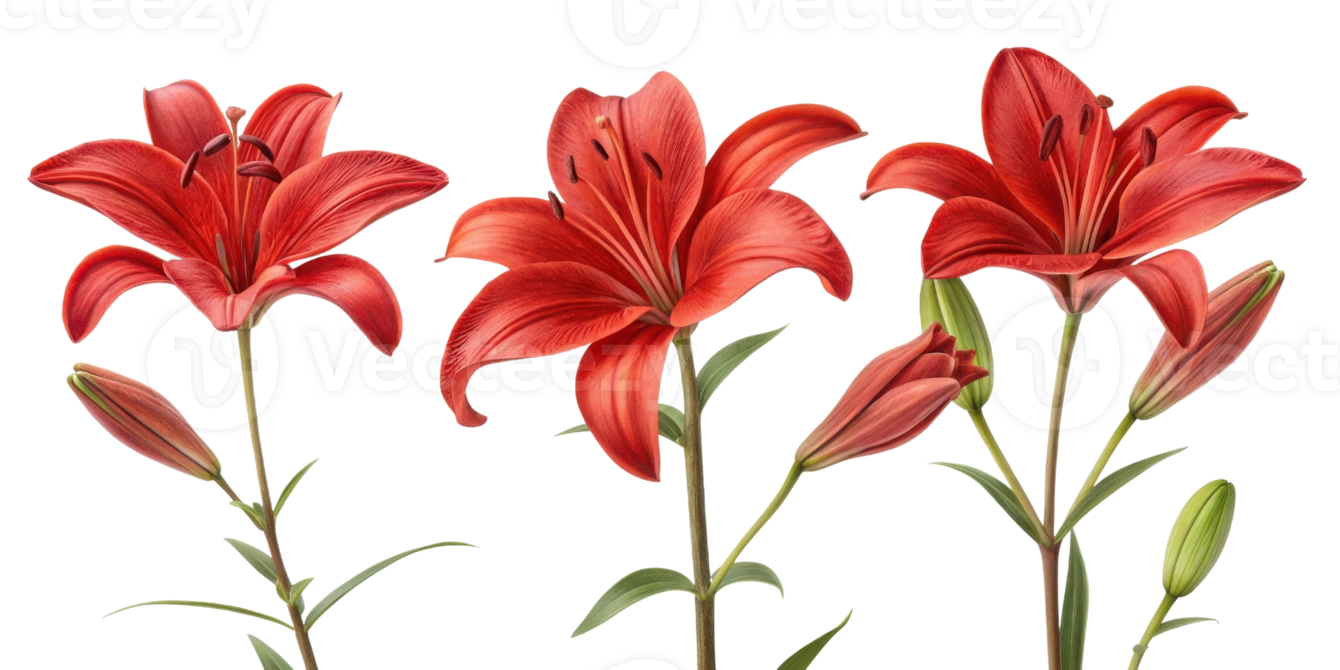 Beautiful red lilies bloom gracefully, showcasing their vibrant petals and delicate buds, symbolizing elegance and beauty png