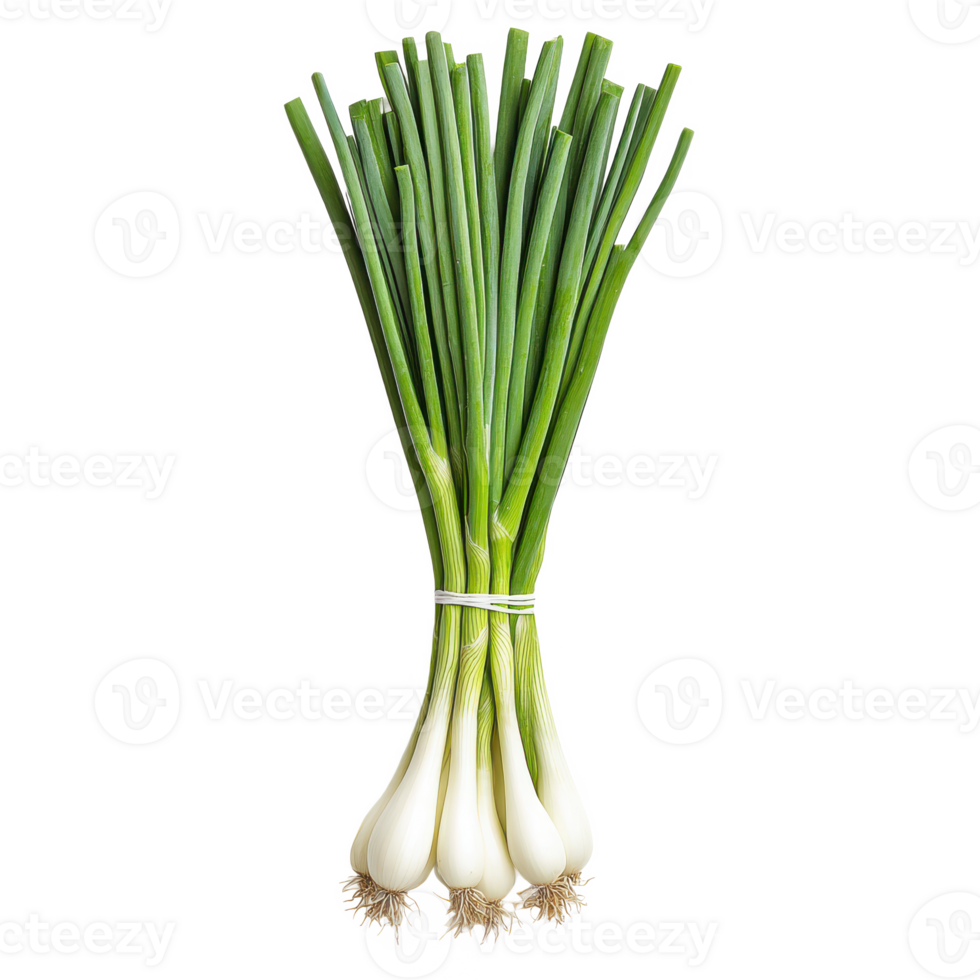 Fresh scallion bunch on a transparent background png