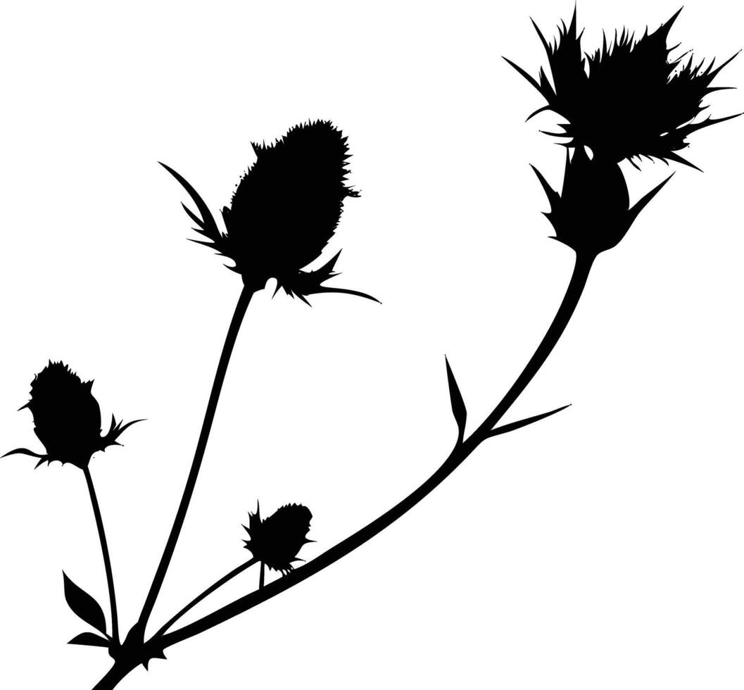 Thistle Flower Silhouette on White Botanical Illustration, Floral Art vector