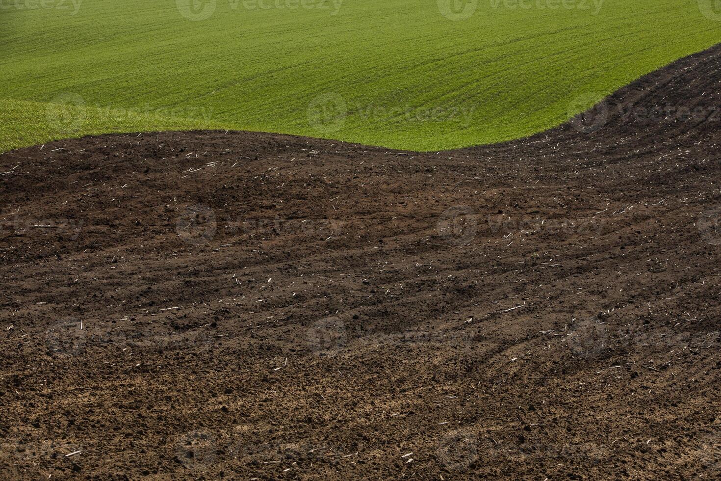 Green Shoots Emerging from Soil at Golden Hour in Spring photo