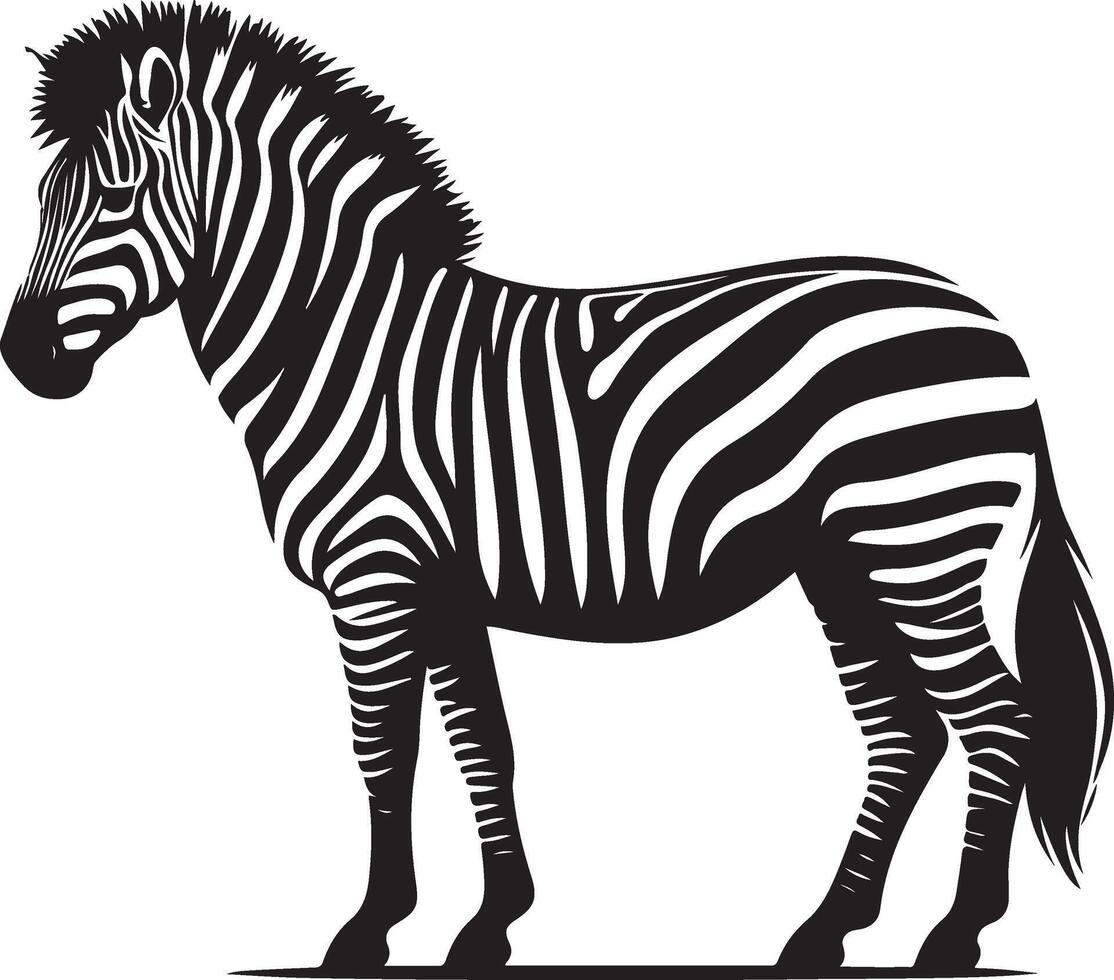 Zebra standing in front of a white background vector