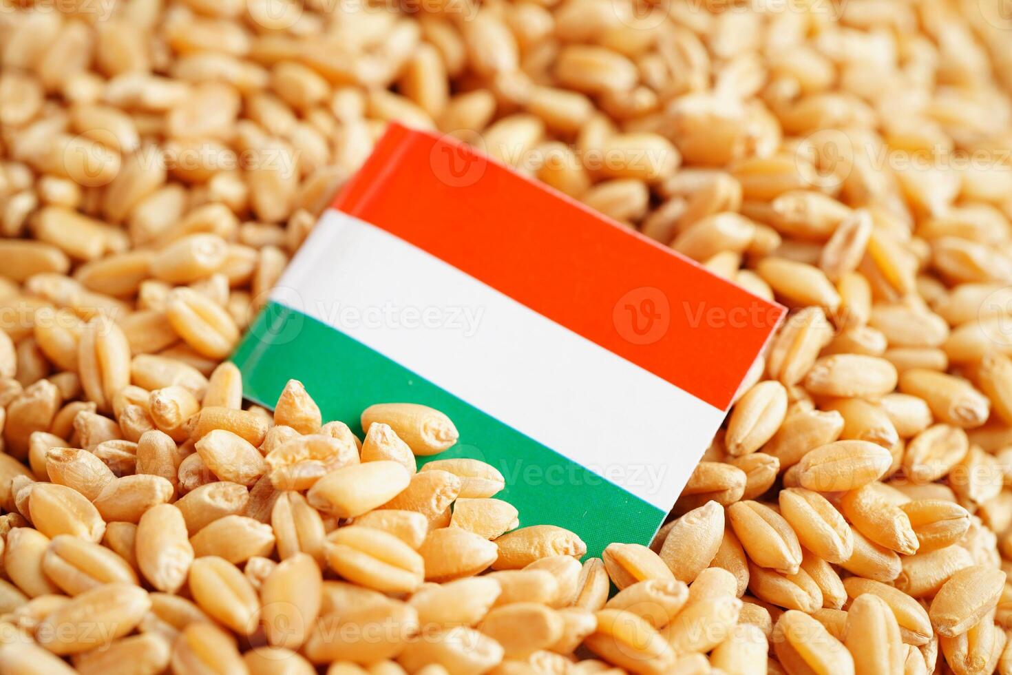Hungary flag on grain wheat, trade export and economy. photo