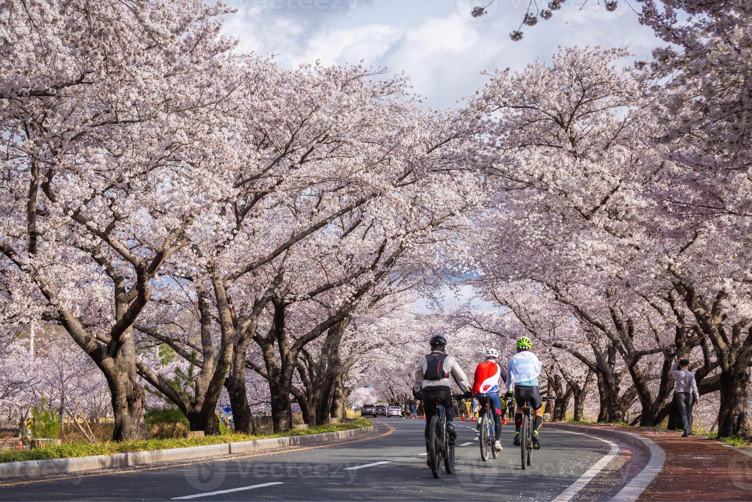Beautiful cherry blossom tunnel and cherry trees on both sides of the road, Cyclists are cycling in the Cherry Blossom Festival in Gyeongju, South Korea. photo