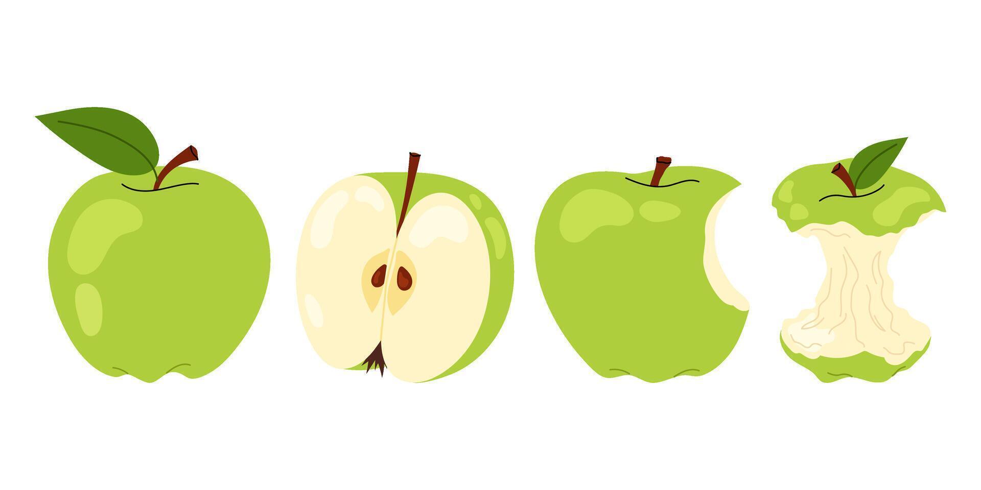Set green apple. Ripe and bitten apple, an apple stump isolated on white background. For food, healthy lifestyle themes or school. vector